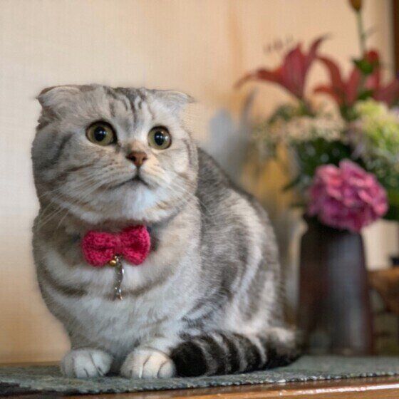 リボンをつけるスコティッシュフォールド