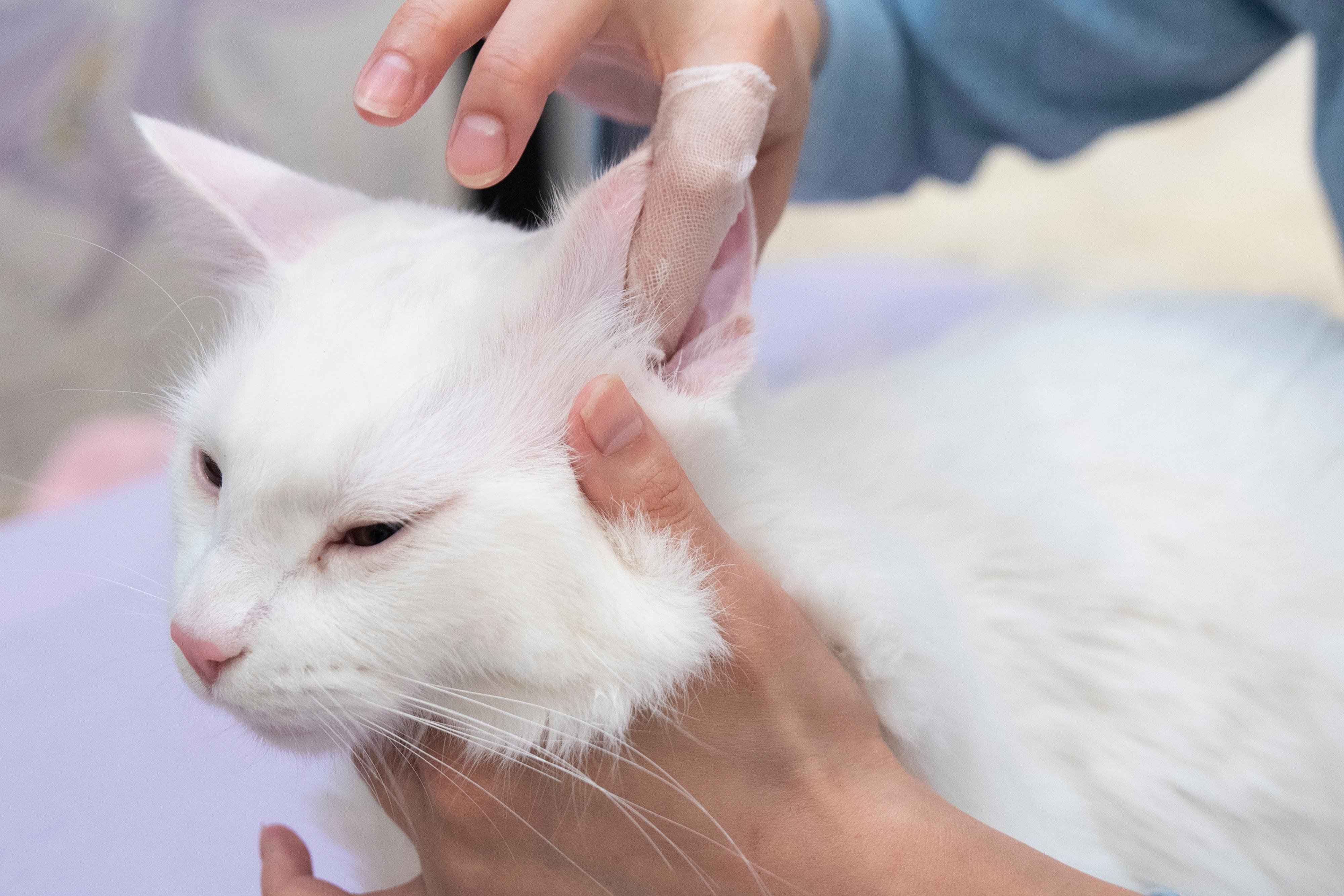 撮影／中川文作