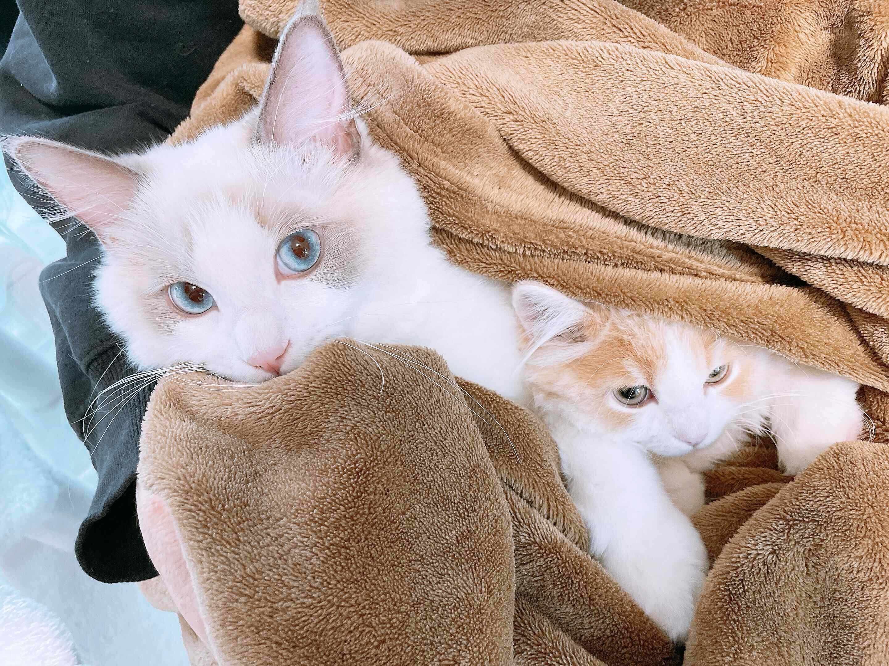 仲良くイタズラをしたざらめくん、みぞれくん