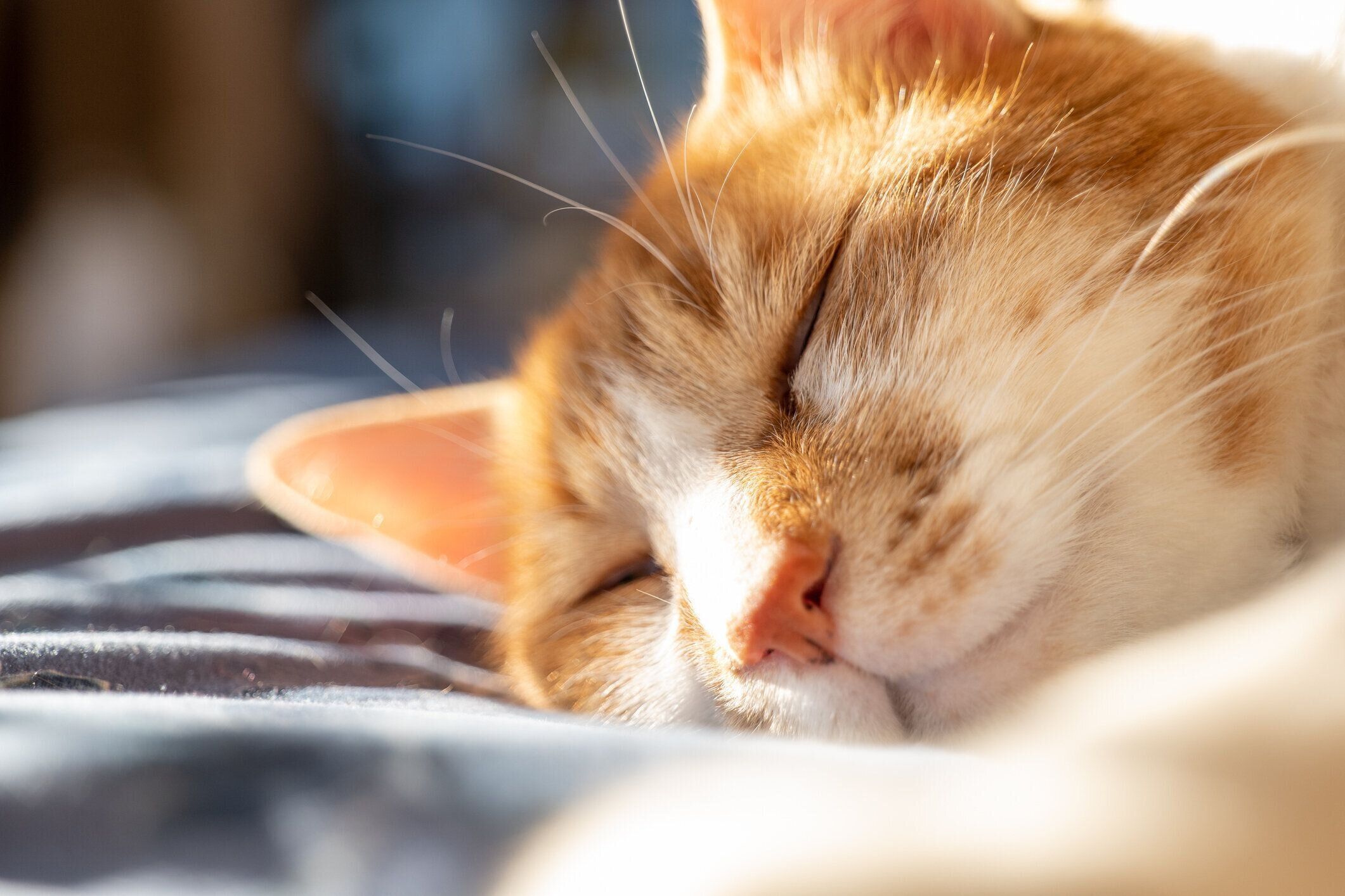 床に頬をつけて眠る猫