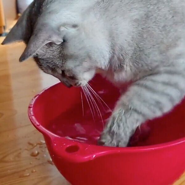 水を触るにゃーちゃん