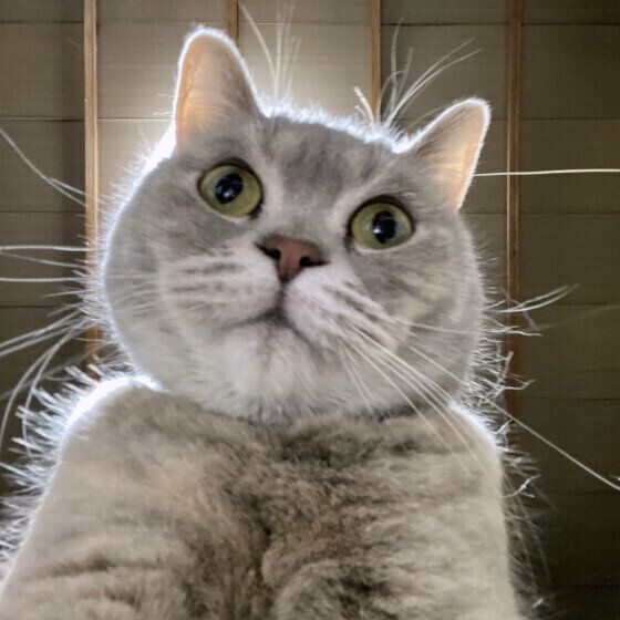 mignon  マンチカン　どうしたの