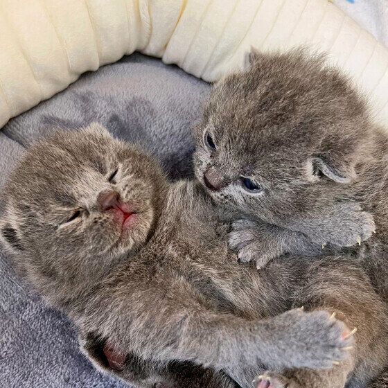 ブリティッシュショートヘアの子猫たち
