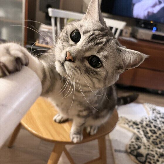 アメリカンショートヘアの小鉄（こて坊）くん