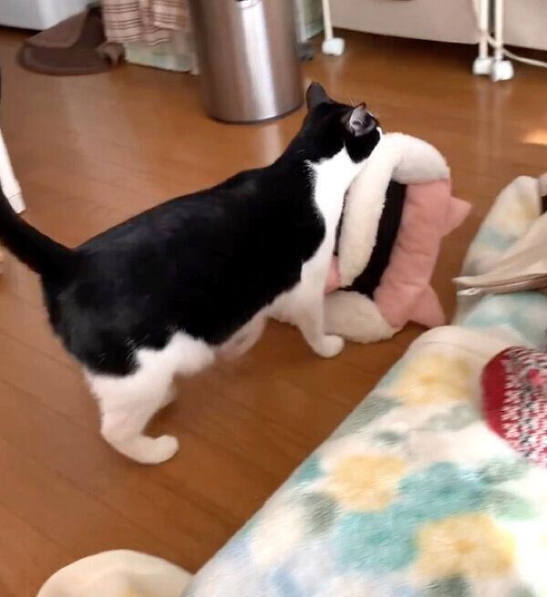 「ふかふかねこベッド」を運ぶもみじちゃん