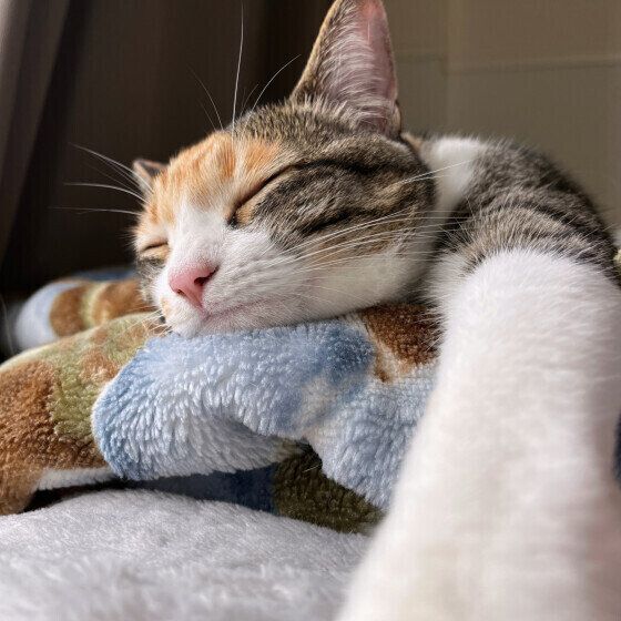 布団の上で眠る三毛猫