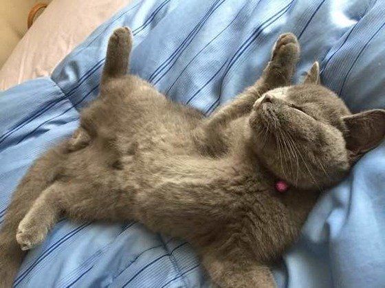 ヘソ天するブリティッシュショートヘア