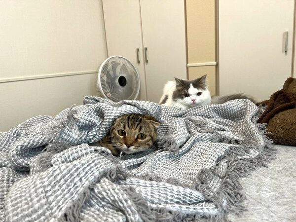 おすしくんとまつたけちゃん