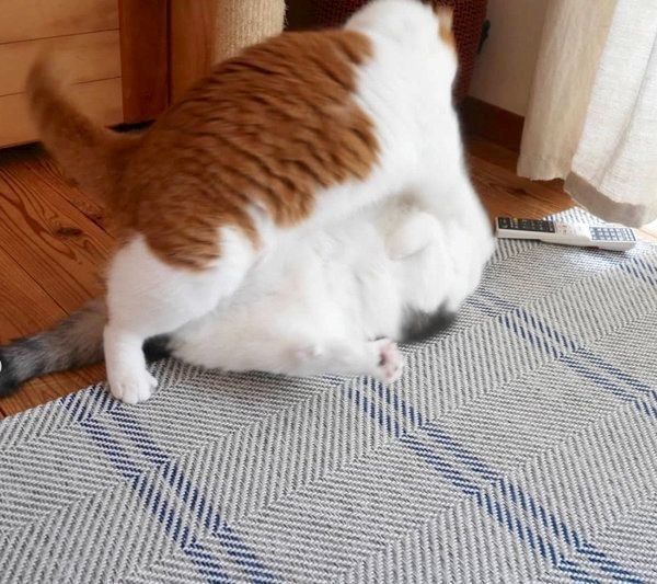 乱闘するスコティッシュフォールド