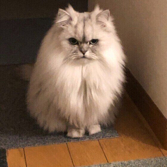 ツノが生えたペルシャのめるちゃん