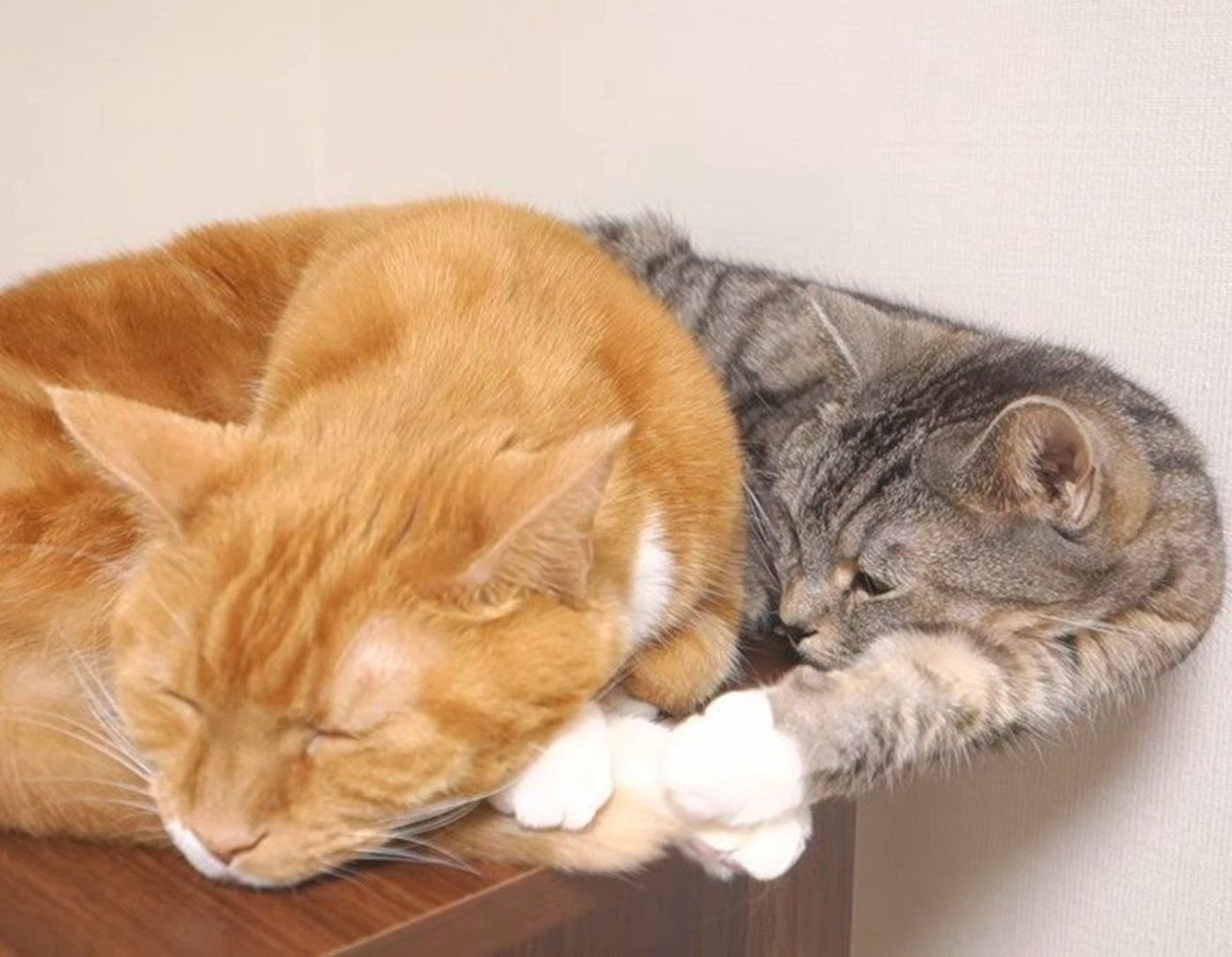 くっついて眠る幸せ つないだ手は離さないマンチカン2匹 ねこのきもちweb Magazine くっついて眠る幸せ つないだ手は離さないマンチカン2匹 ねこのきもちweb Magazine
