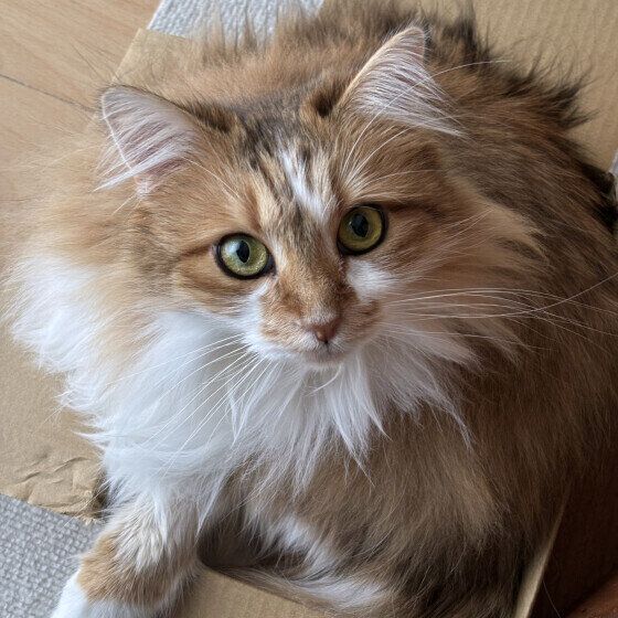 サイベリアンのリリィちゃん