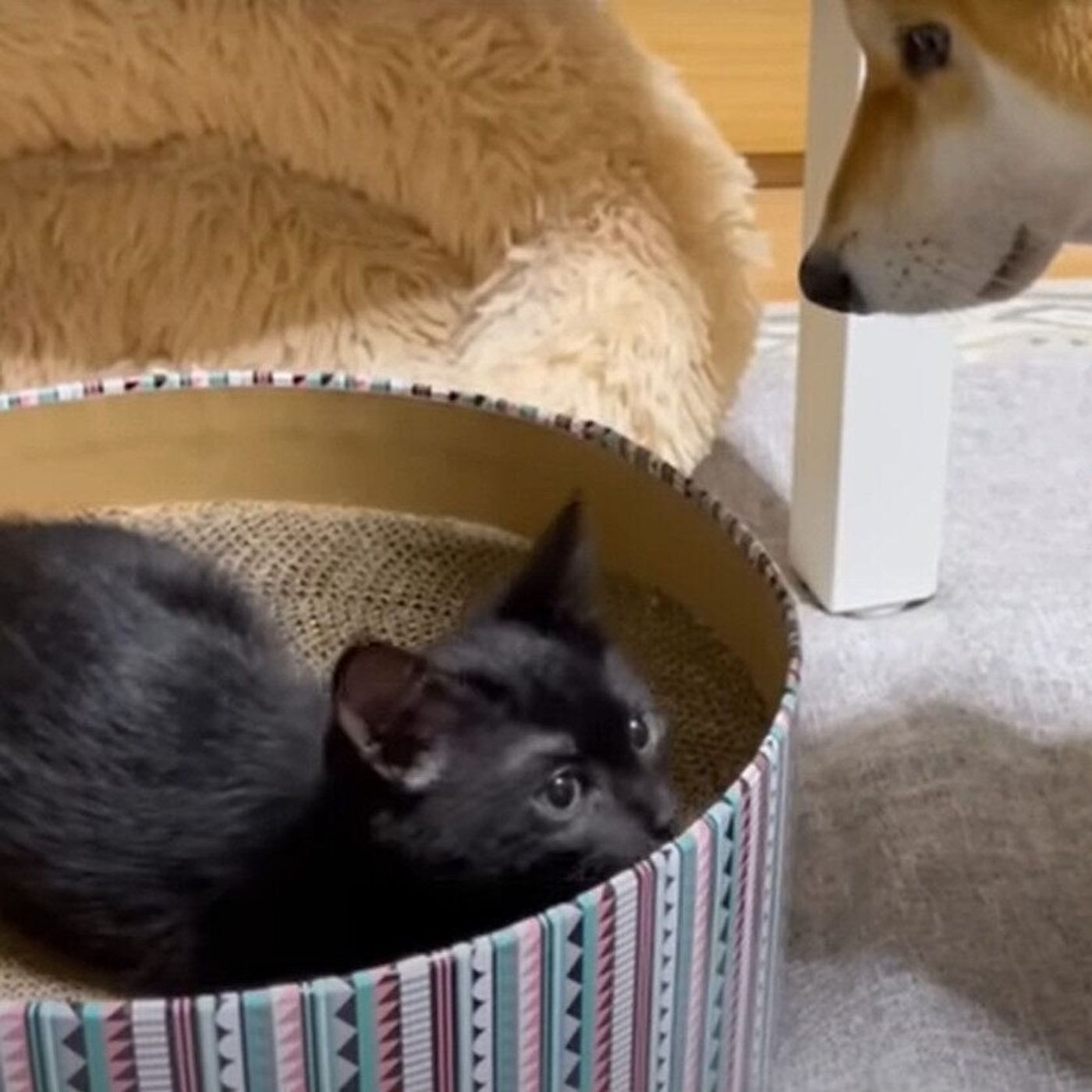 先住犬猫たちのお部屋へ移動した新入り子猫 柴犬と姉猫が見守る光景にほっこり ねこのきもちweb Magazine 先住犬猫たちのお部屋へ移動した新入り子猫 柴犬と姉猫が見守る光景にほっこり ねこのきもちweb Magazine