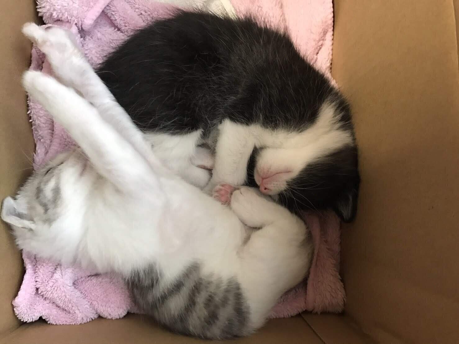 お迎え当時のくろまめちゃん、とうふちゃん。