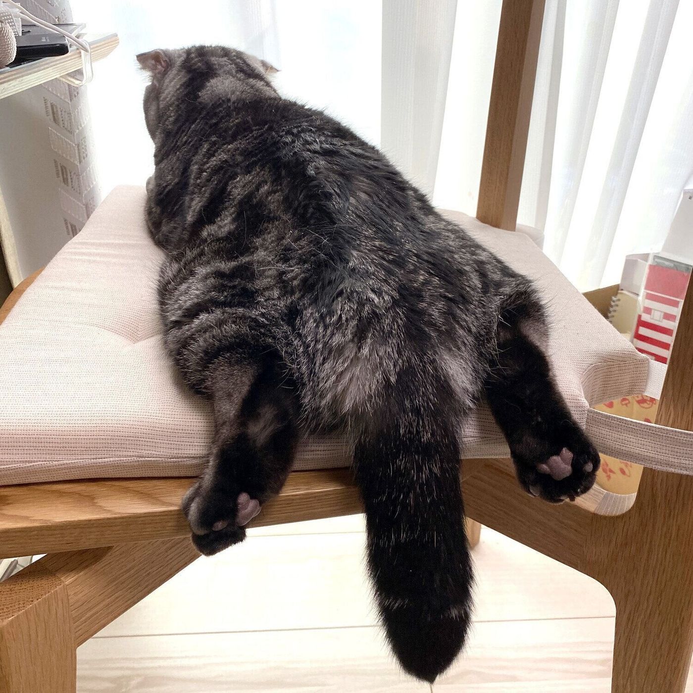 振りしっぽ時計 箱の国 秘密 の3つのお話 ねこばなしvol 3 連載 渋ネコししまるさん 101 ねこのきもちweb Magazine 振りしっぽ時計 箱の国 秘密 の3つのお話 ねこばなしvol 3 連載 渋ネコししまるさん 101 ねこのきもちweb Magazine