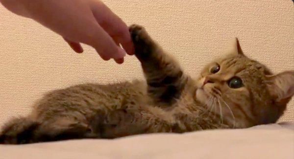 飼い主さんと握手するきなこちゃん