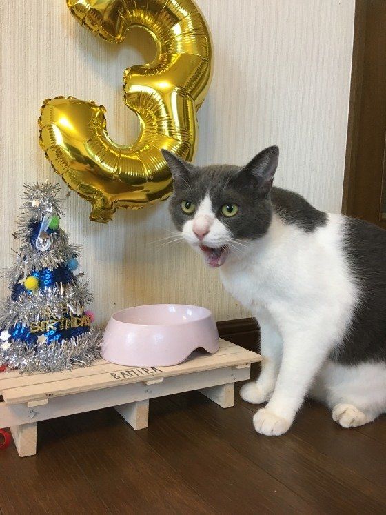 ごはんを食べる猫