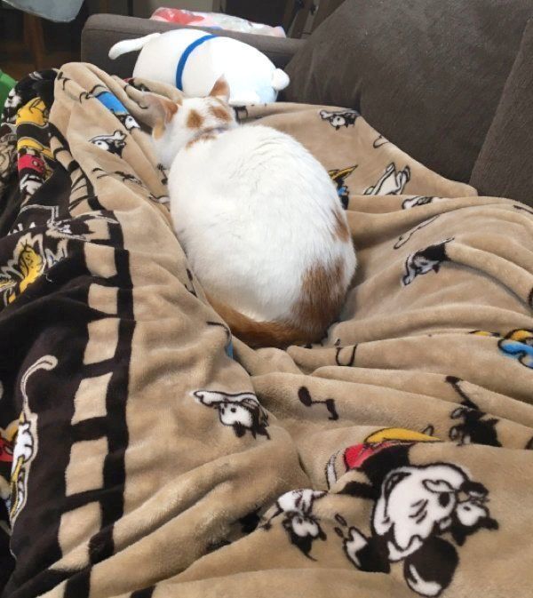 背中を丸めて眠るむぎちゃん