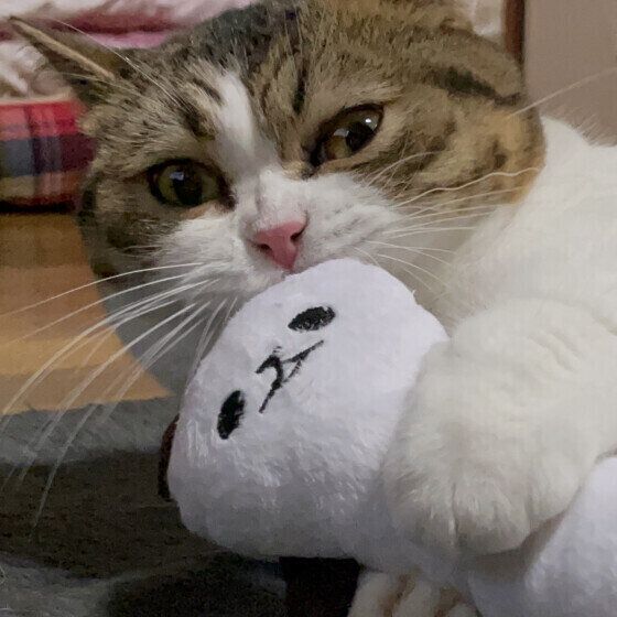 パンダのおもちゃをニギニギするムギちゃん