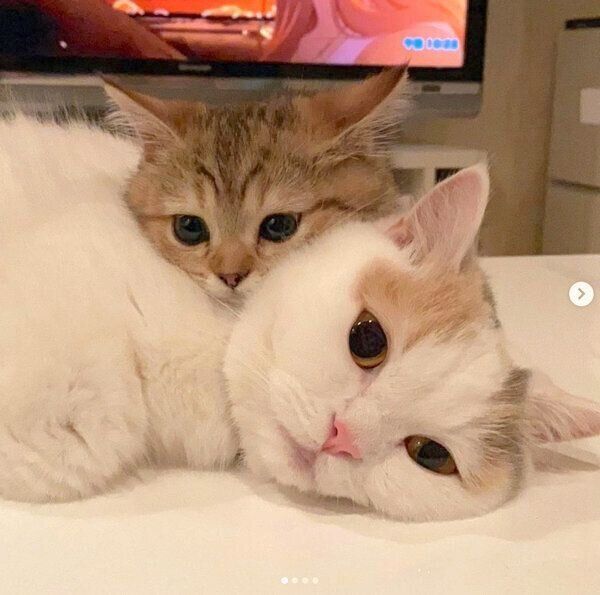 仲良しなにぼしちゃん、しらすちゃん