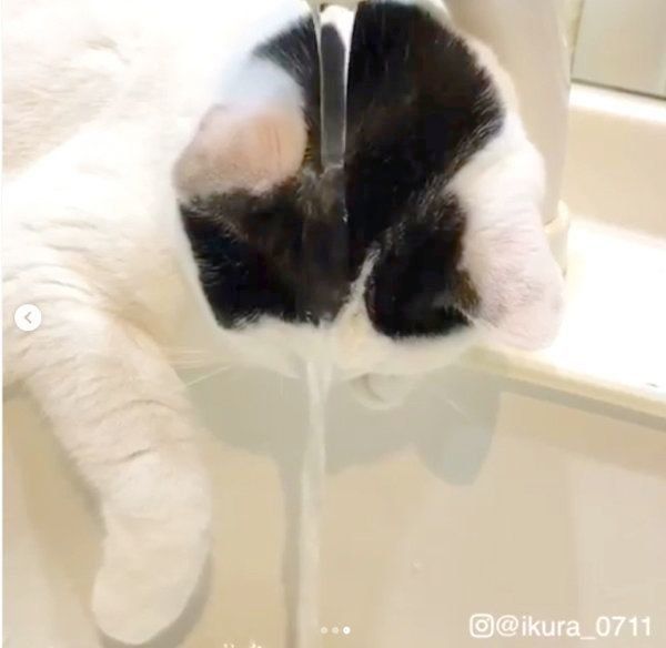 水浴びする猫