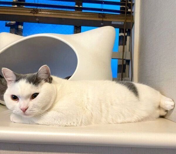 くつろぐカツヲくん