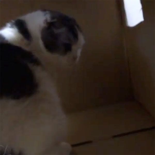 なかなか穴に入れないスコティッシュフォールド