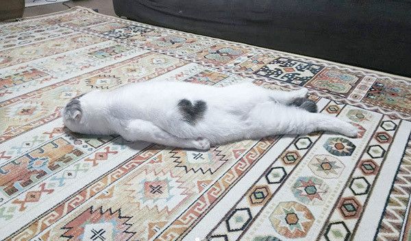 寝転ぶスコティッシュフォールド