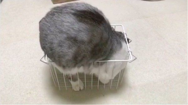 カゴに入りたいニャンコ