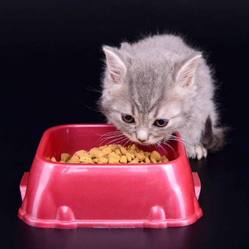 子猫に離乳食を与えるのはいつからいつまで 時期や量とその方法 ねこのきもちweb Magazine 子猫に離乳食を与えるのはいつからいつまで 時期や量とその方法 ねこのきもちweb Magazine