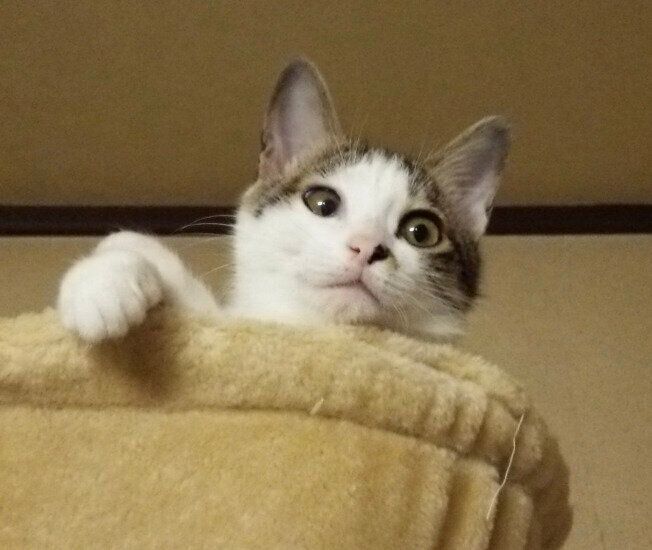 1才ごろのすてらちゃん
