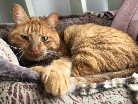 猫ベッドでくつろぐ茶トラ