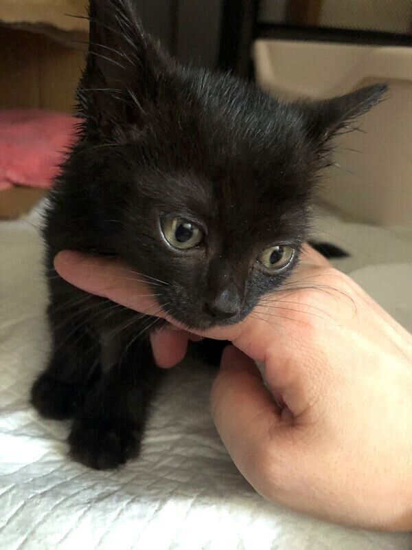 保護した頃のあんこちゃん