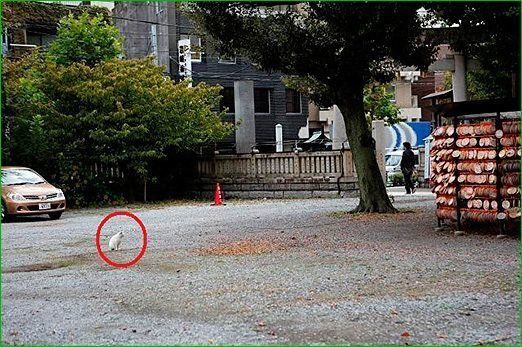 ねこのきもちWEB MAGAZINE