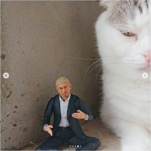 まさかのコラボをしたスコティッシュフォールド