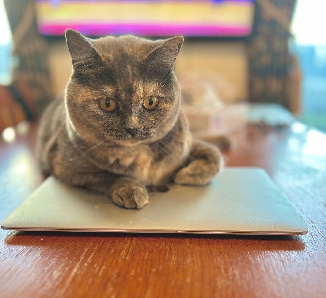 パソコンの上に乗る先住猫・ネムちゃん