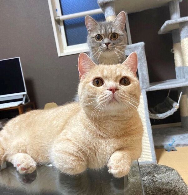 見つめるむぎくんとあおちゃん