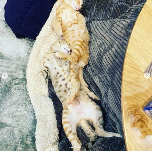 寝相が可愛い茶々丸くんと子麦ちゃん