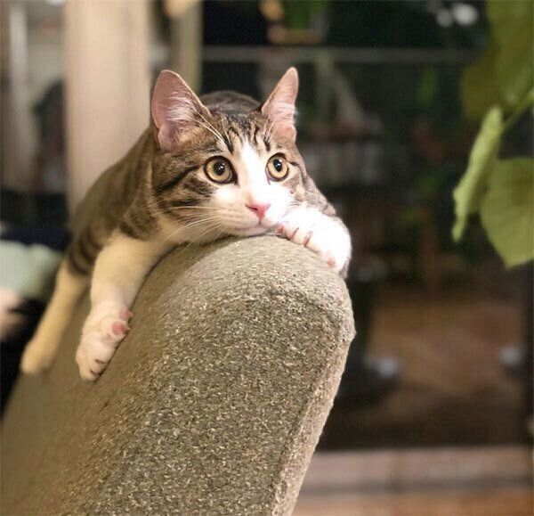 くつろぐしゃこちゃん