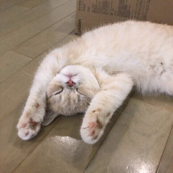 ヘソ天するエキゾチックショートヘア