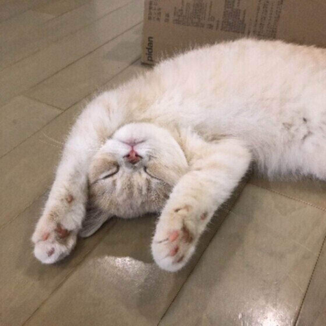 猫はどれくらいの時間トイレを我慢すると注意が必要 獣医師が解説 ねこのきもちweb Magazine 猫はどれくらいの時間トイレを我慢すると注意が必要 獣医師が解説 ねこのきもちweb Magazine