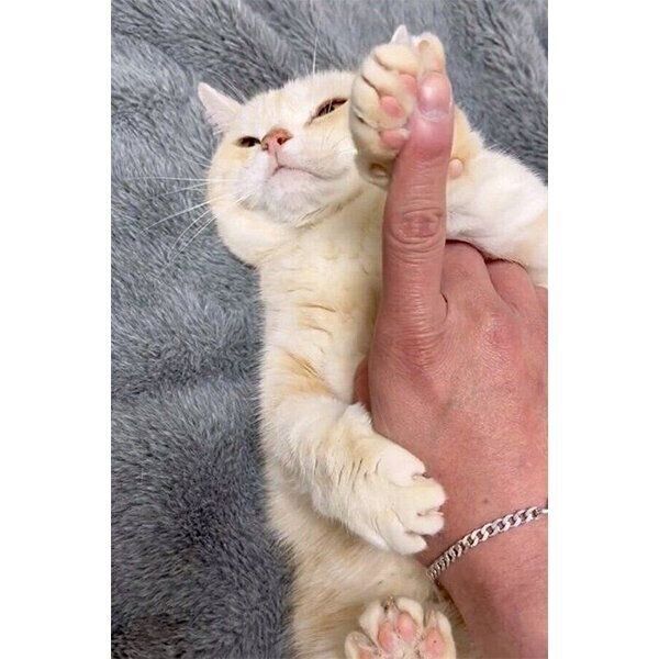 鉄壁のガードをするさくらちゃん