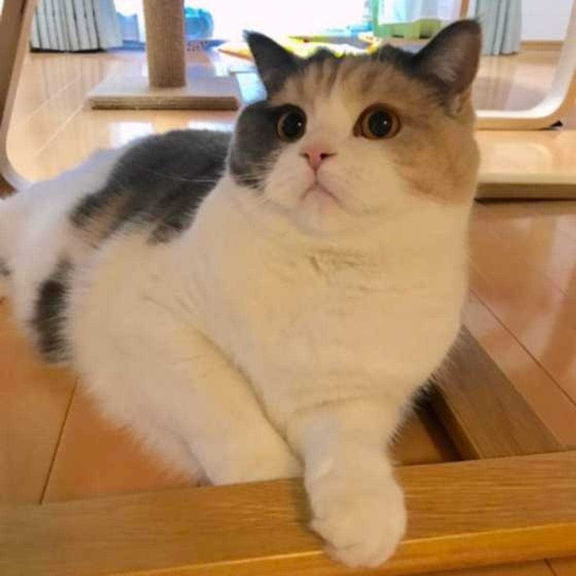 獣医師監修 ブリティッシュショートヘアの特徴や性格 飼い方は ねこのきもちweb Magazine 獣医師監修 ブリティッシュショートヘアの特徴や性格 飼い方は ねこのきもちweb Magazine