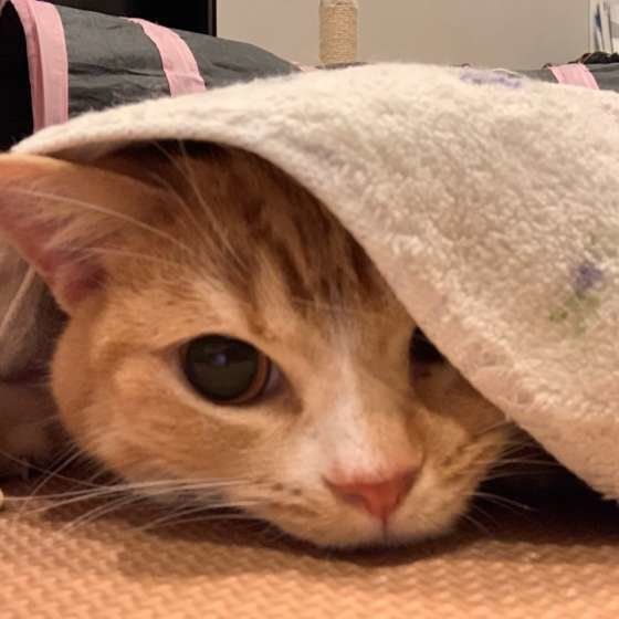 タオルの下に隠れるスコティッシュフォールド