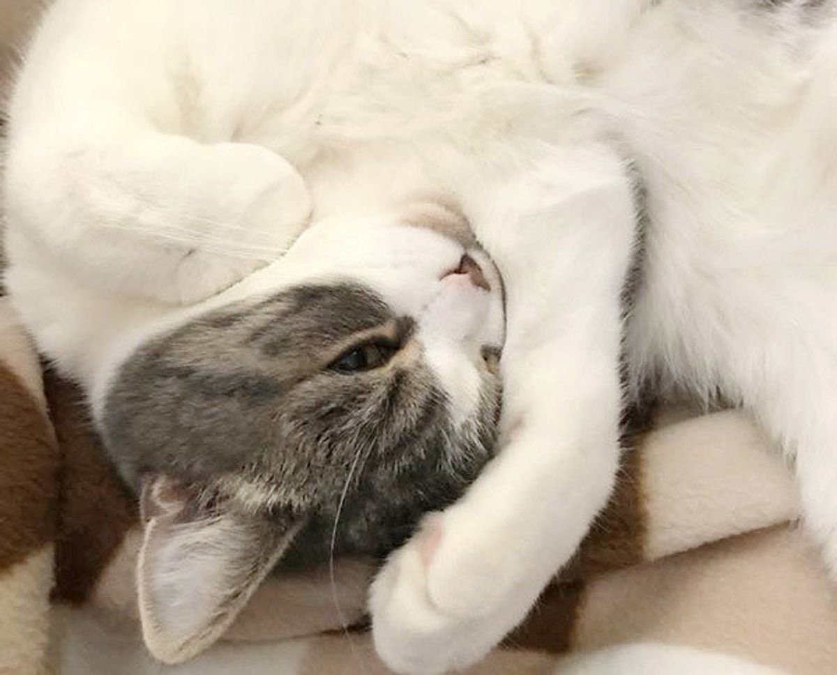 猫シルエット クイズ シルエットで猫の気持ちを当ててみて 正解してほしいレベルの問題 ねこのきもちweb Magazine 猫シルエット クイズ シルエットで猫の気持ちを当ててみて 正解してほしいレベルの問題 ねこのきもちweb Magazine