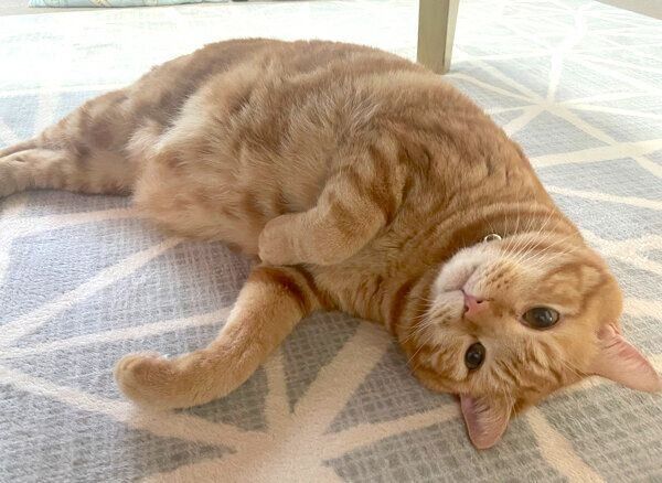 ゴロゴロするまめさん