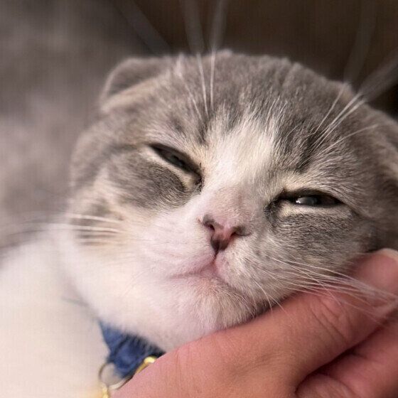 スコティッシュフォールドの蘭くん