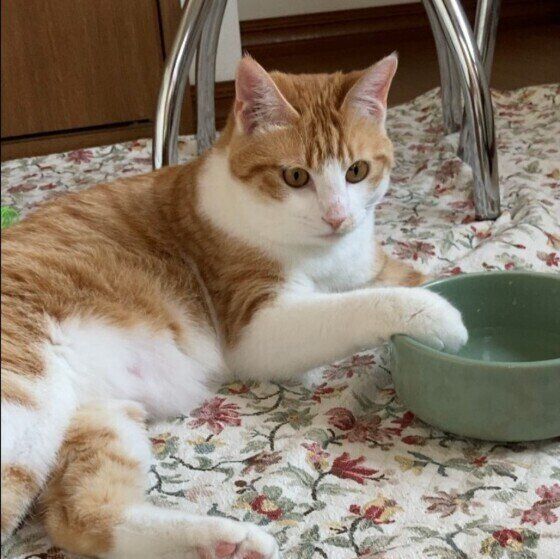 MIX茶トラのたこちゃんのボウル