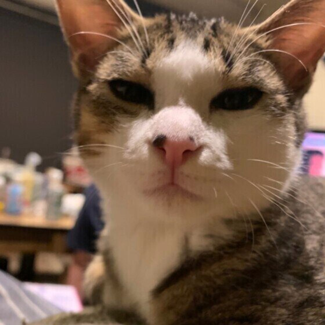 寝起きが悪い猫 が見せる行動やしぐさを知ってる じつは不調の場合もあるので注意 ねこのきもちweb Magazine 寝起きが悪い猫 が見せる行動やしぐさを知ってる じつは不調の場合もあるので注意 ねこのきもちweb Magazine