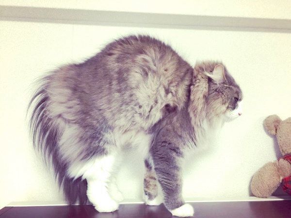 毛を逆立てるノルウェージャンフォレストキャット